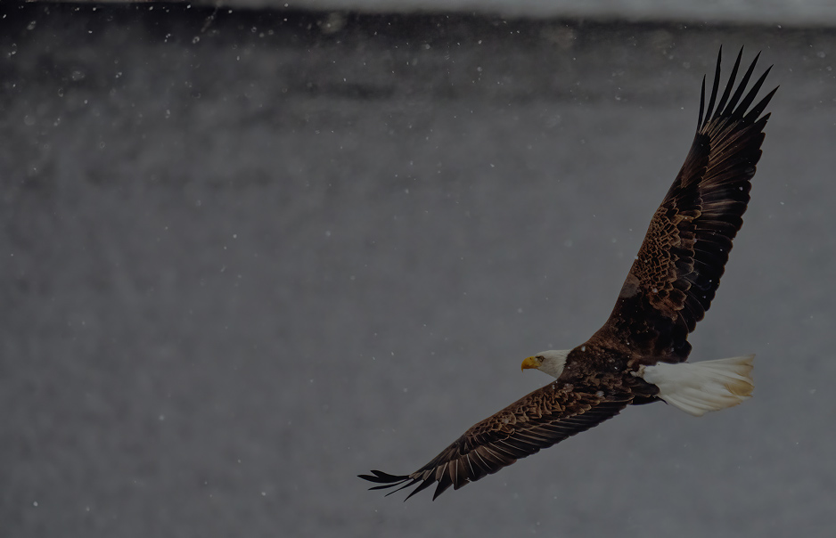 us immigration migration law